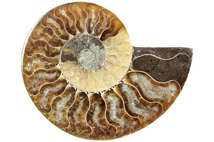 Cut & Polished Ammonite Fossil (Half) - Madagascar #233556